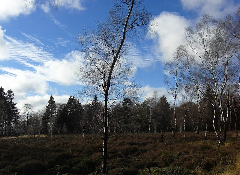 Hier steht ein Bild mit dem Titel: Wald im Wald – leider überbelichtet (Foto: H.-J. Schneider)