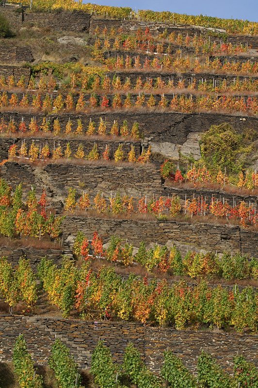 Wer auf dem Bahnsteig noch warten muss, kann im Herbst diesen Blick auf das buntgefärbte Weinlaub genießen (Foto: Hans-Joachim Schneider)