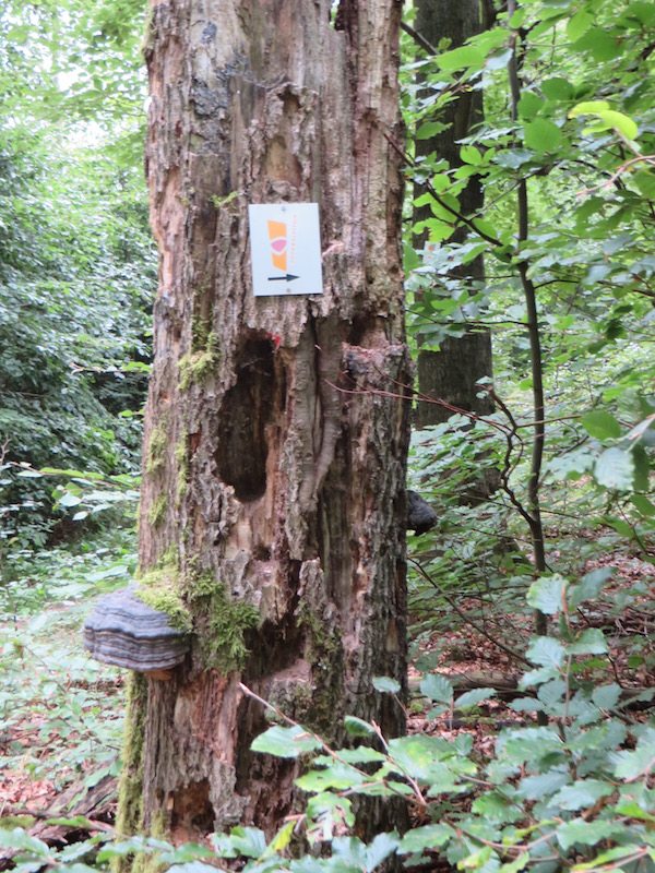 Natur pur – Buchenwald links und rechts des Soonwaldsteigs (Foto: Hans-Joachim Schneider)