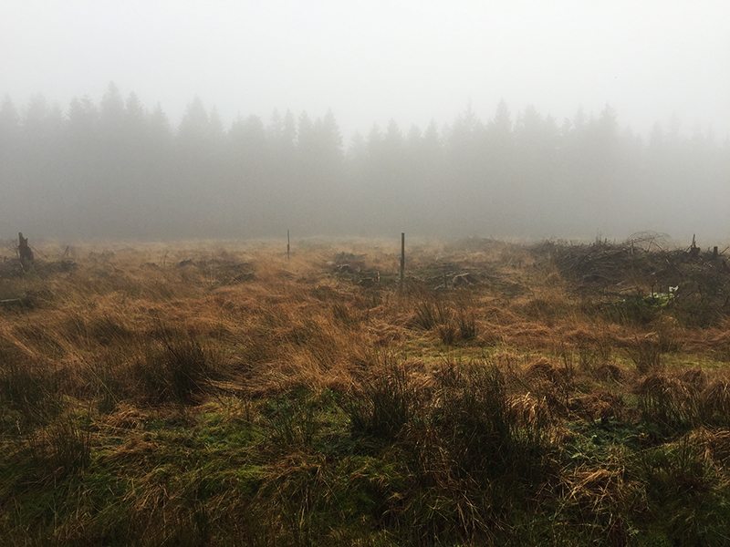 Hier steht ein Bild mit dem Titel: Nebel, Nebel, wen hast Du gestohlen ... Da fällt mir nur dieses alte Gedicht ein (Foto: Hans-Joachim Schneider)