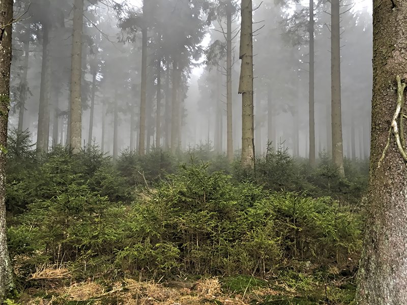 Hier steht ein Bild mit dem Titel: Nebel umfängt auch den Nadelwald (Foto: Hans-Joachim Schneider)