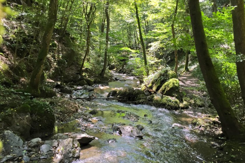 Ein schmaler Bach in einem grünen Tal von Wald umstanden: Das ist der Ehrbach in der Ehrbachklamm