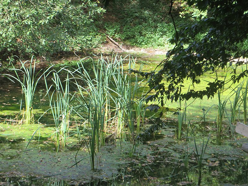 Kleine Tümpel im Grün des Waldes: Ach ja, die Fischteiche, sie befanden sich etwa auf der Höhe der kleinen Kapelle