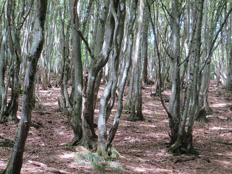 Ein Stangenwald aus jungen Buchen: Sie streben nicht gerade nach oben, sondern winden sich langsam in die Höhe