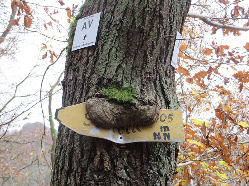 AhrSteig-Lückenschluss: Baum, Narbe, Schild, Wegweiser. Auch dieser Baum hat sich für den AV entschieden (Foto: Hans-Joachim Schneider)