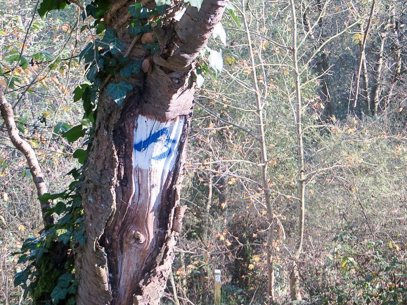 Baum, Bäume, Logo AhrSteig blau