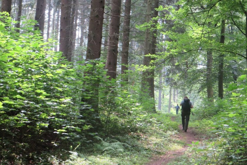 Wald, Weg, Wanderer auf dem Rheinburgenweg