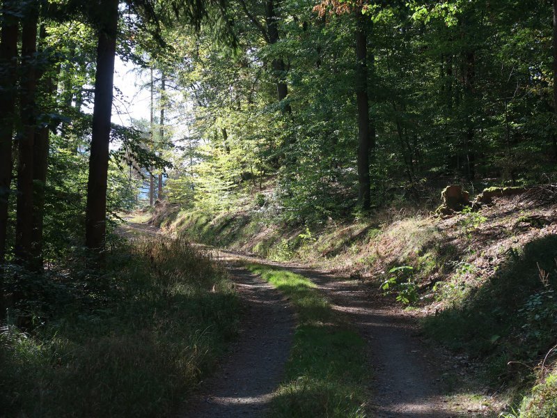 Waldweg im Ahrtal, Nadelwald wirft Schatten
