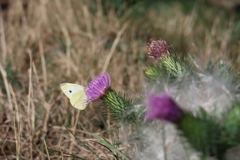 Ahrtal erleben auch in kleinen Details, hier Schmetterling auf einer Distelblüte