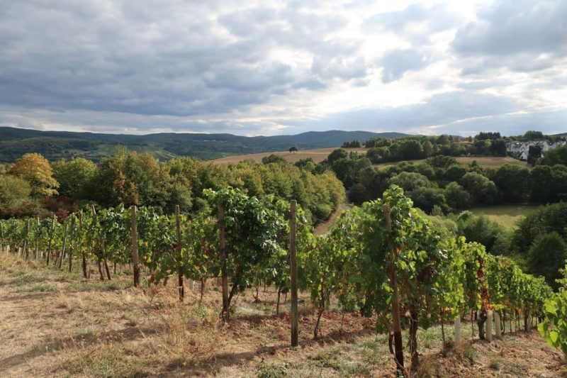 Dunkle Wolken über grünem Weinstöcken, dahinter Busch- und Baumgruppen, bewaldete Hänge bilden den Horiziont