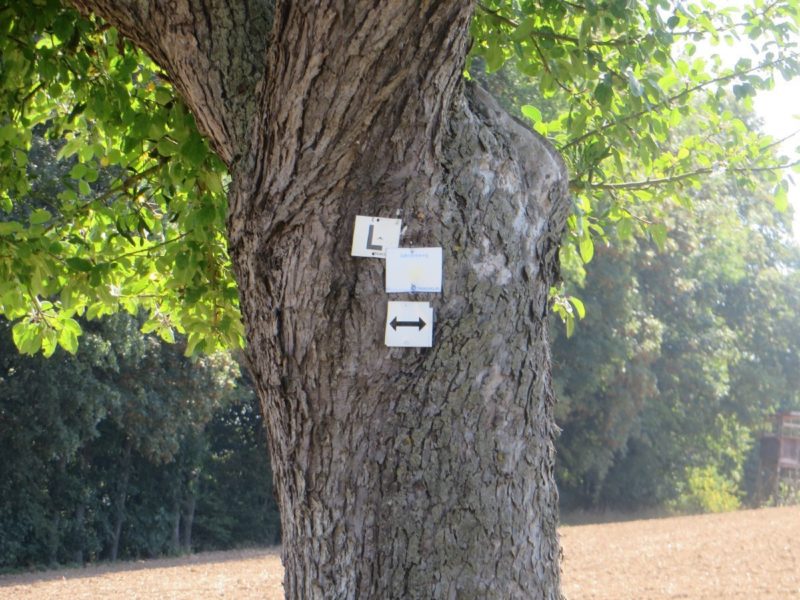 Ein einzeln stehender Baum trägt eine ganze Reihe von Wegzeichen.
