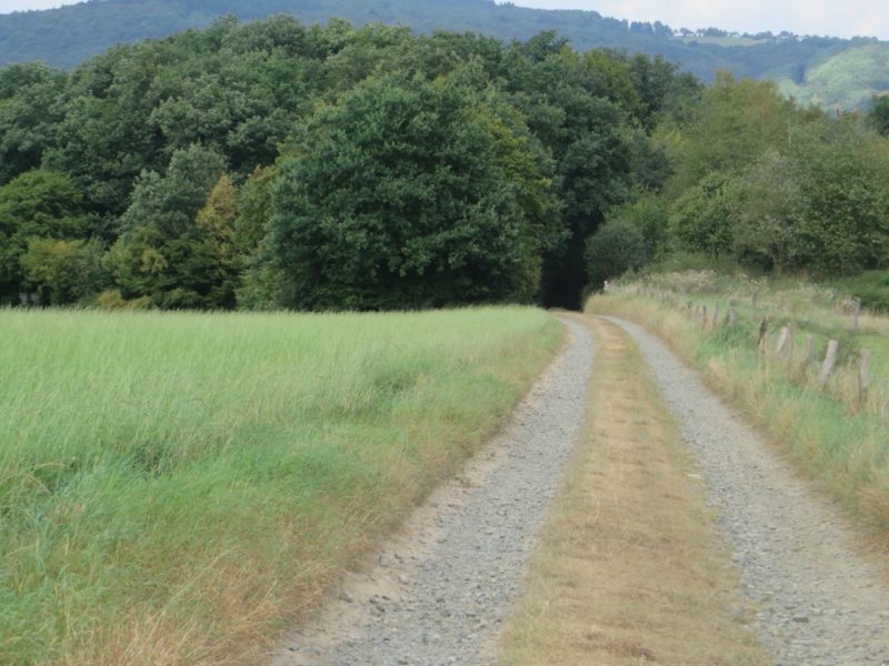 Ein Stück des Weges läuft zwischen Weiden auf den Waldrand zu.