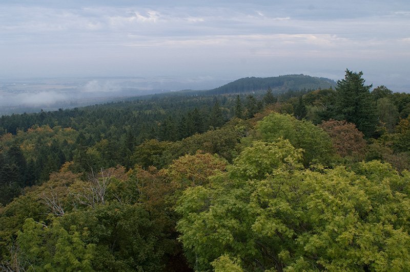 Höhenzug bedeckt mit Laubwald, Blick vom Wildenburger Kopf auf die Mörschieder Burr, den Schwesterberg des Wildenburger Kopfes