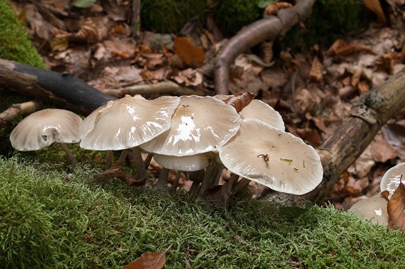 Ein paar feucht schimmernde Pilze im Walddickicht: Ich bewundere ihre Schönheit.