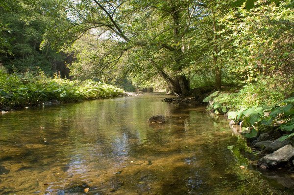 Als stiller Bach fließt der Hahnenbach unter den noch grünen Baumkronen dahin. Sonnenreflexe tanzen auf seiner Oberfläche