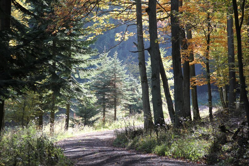 Herbstlicher Wald, ein Weg, herbstlich mildes Licht verschönert die Gruppenwanderung an der Ahr