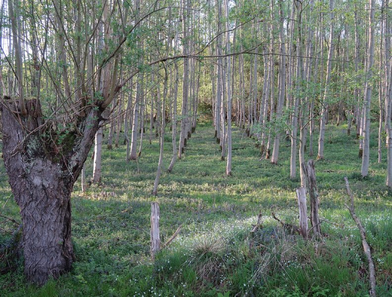 Junge Bäume, in geraden Reihen gepflanzt, Hinweise auf Renaturierung im Himmelmoor