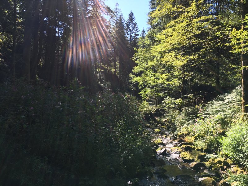 Ein kleiner Bach, links und rechts grünes Gesträuch vor dunklem Tannenhintergrund, Sonnenstrahlen aus blauem HImmel