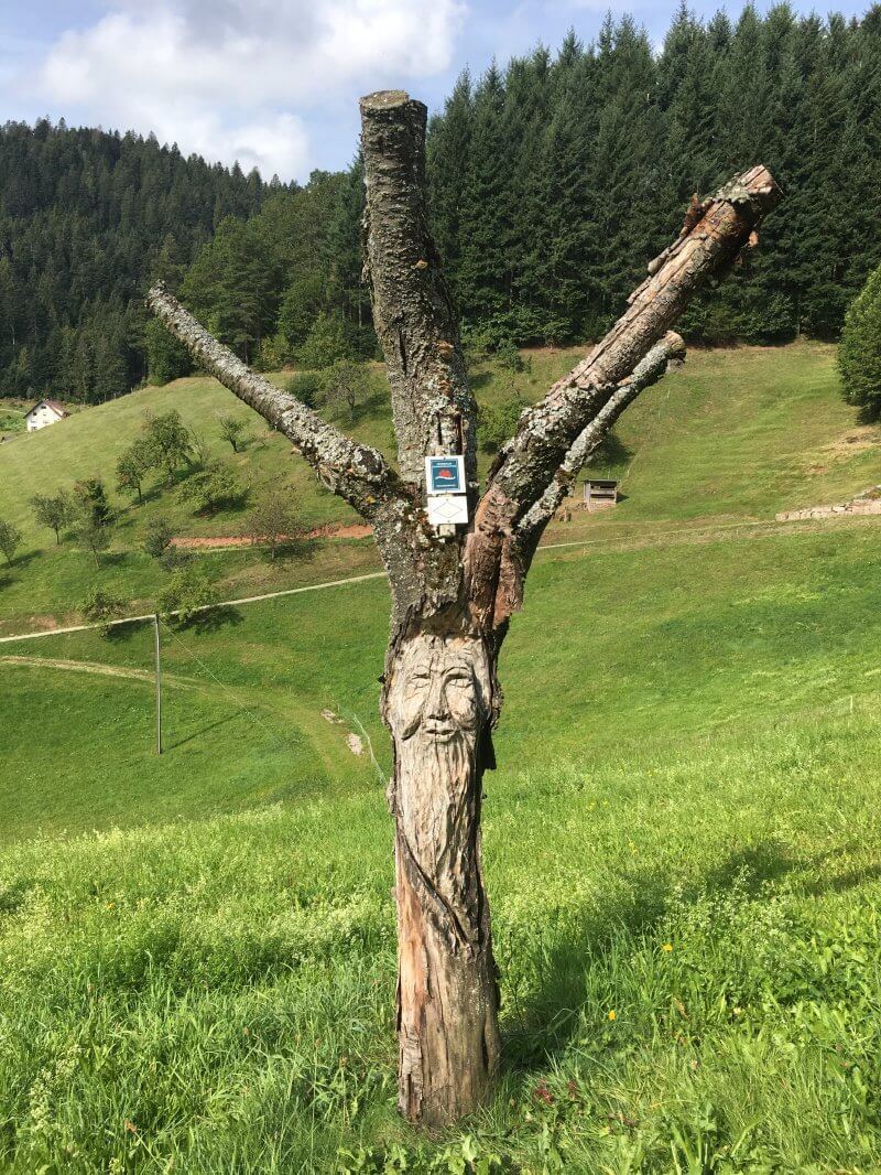 Baum ohne Laub aber mit Fratze, auch das begegnet dem Wanderer auf dem Schwarzwaldsteig