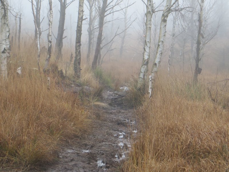 Nebel, Matsch und Regen, Abenteuer auf den Wanderwegen im Hohen Venn