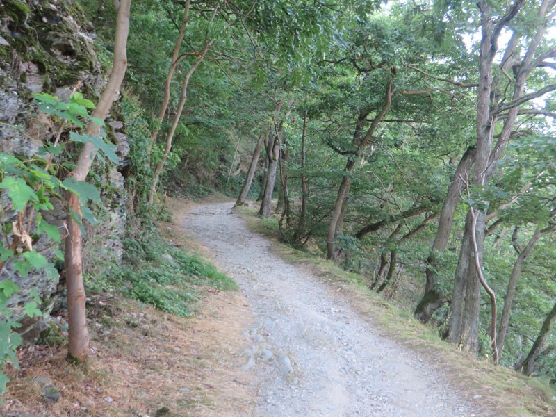 Ein schmaler Weg, leicht ansteigend, begleitet von schmalen Bäumen, das ist der Anstieg der Rheinsteig-Etappe 15 auf die Höhe.