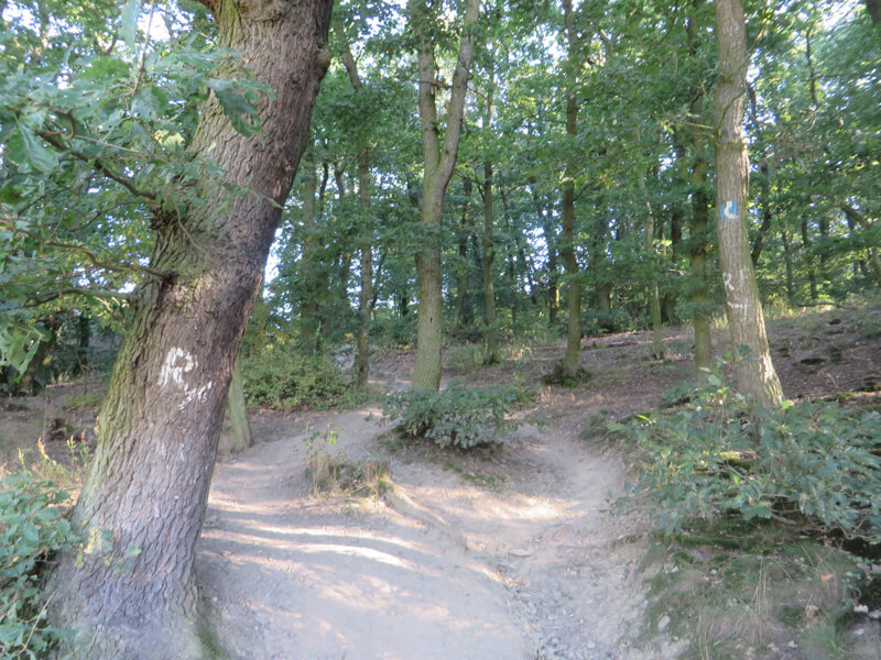 Ein kleiner Eichenwald, im Vordergrund ein paar Bäume, zwischen denen ein ausgetretener Pfad läuft. Hier verläuft die Rheinsteig-Etappe 15.