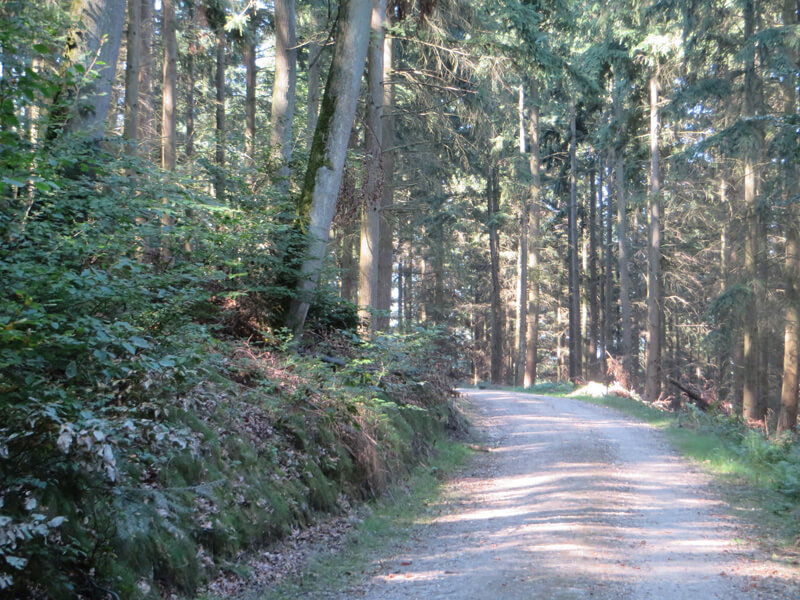 Ein breiter mit Schotter befestigter Waldweg, man sieht die geraden Stämme von Nadelbäumen. Durch die Zweige lässt sich erkennen, dass die Sonne scheint. 