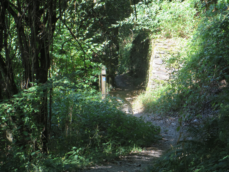 Ein Pfad durch viel Grün, rechts eine Steinmauer direkt am Weg. Die Sonne scheint auf deie Steine und den Rheinsteig