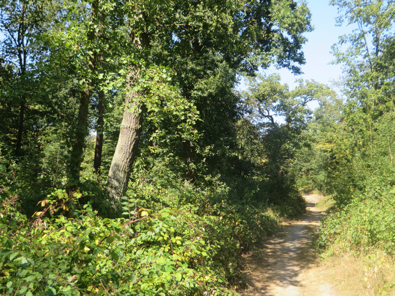 Weiterhin auf schmalem Pfad führt der Weg durch das sommerliche Grün. Gestrüpp aus Brombeerhecken und anderen Sträuchern, dahinter Eichen bilden die Kulisse.